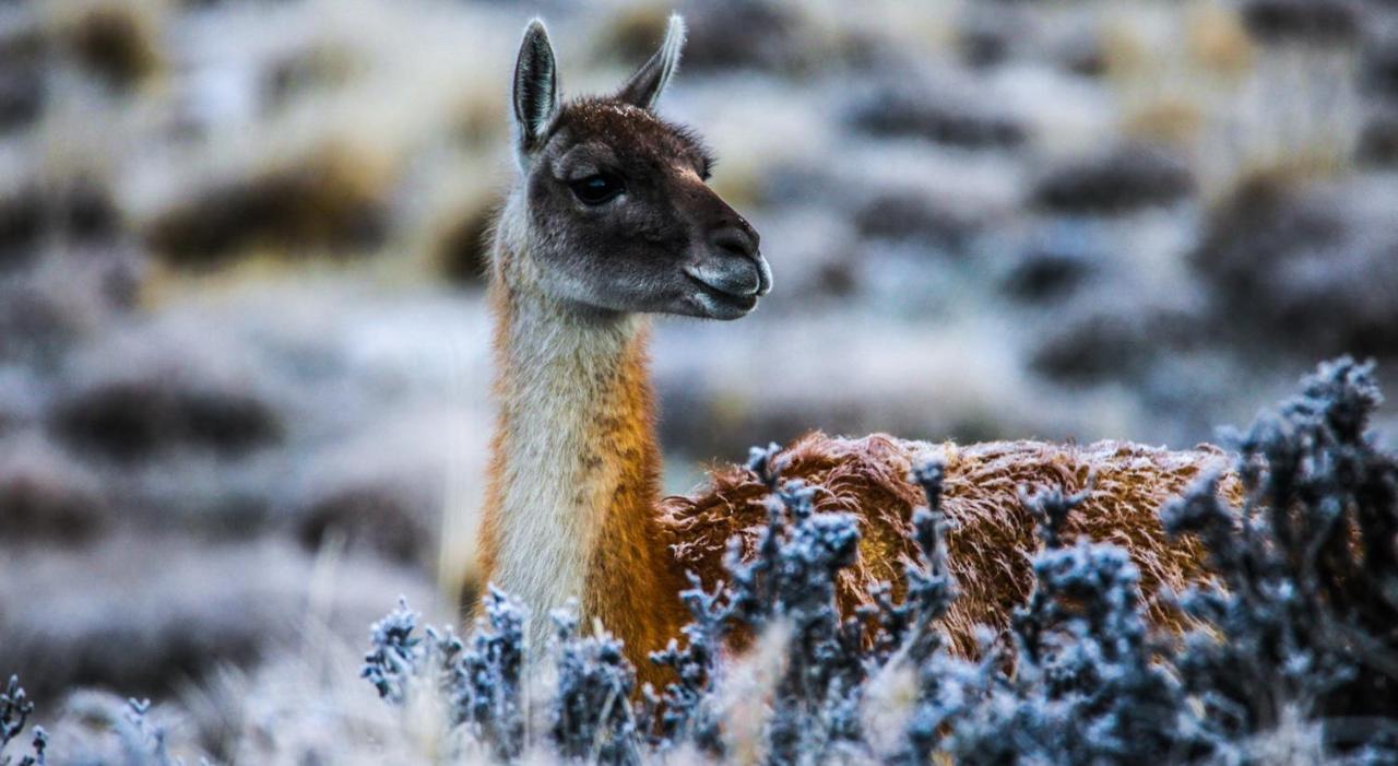 Rio Serrano Hotel + Spa Torres del Paine National Park Екстер'єр фото